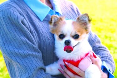 飼い主の「不安」は愛犬に伝わる？科学が証明した心の同期と、今日からできる幸せの処方箋