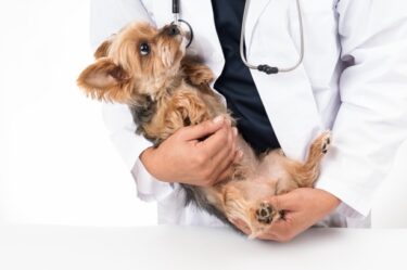 【獣医師監修レベル】犬の「病院嫌い」は克服できる！ストレスを激減させる「協力的ケア」と最新対策完全ガイド