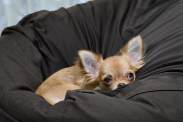 分離不安の犬の気持ち：それは「復讐」ではなく「発作」です。飼い主が罪悪感を手放し、愛犬と笑顔に戻るための全知識