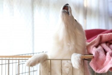 犬の「無駄吠え」は存在しない？専門家が教える4大鳴き声の原因と家庭でできる対策