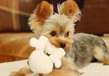 【獣医師監修】「ダメ！」と叱る前に遊ぼう。愛犬の噛み癖・無駄吠えが劇的に減る「脳を育てる遊び方」の教科書