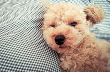 「尻尾を振る＝嬉しい」は誤解だった！咬傷事故を防ぎ絆を深める、犬のボディランゲージ徹底解説