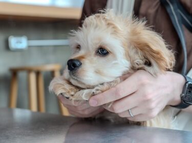 【獣医師監修】犬のフィラリア予防はいつからいつまで？薬の種類や時期、感染リスクを徹底解説