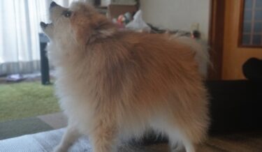【保存版】「犬がうるさい」と苦情が来たら？退去リスクを回避する5つの緊急対策と行動修正プログラム