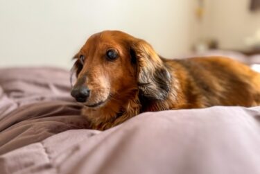 老犬の夜泣きで眠れないあなたへ。限界を迎える前に試してほしい「最新の医学」と「環境づくり」5つのステップ