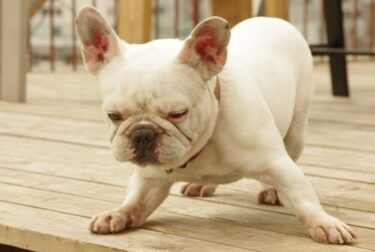 犬のマウンティングはやめさせるべき？理由と正しい直し方を獣医師視点で解説
