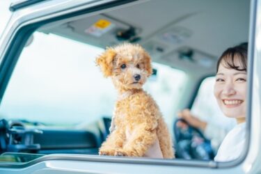 【2026年最新】犬連れ旅行のトイレ対策完全ガイド｜失敗させない秘策と行動学の知恵