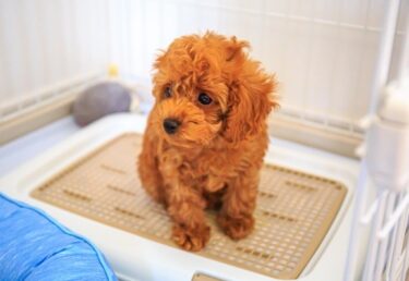 【専門家監修】犬のトイレ失敗を減らす「黄金のルーティン」とタイミングの科学