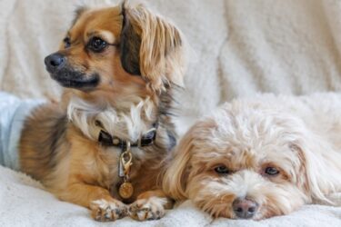 【獣医師監修】犬のダニ・ノミ予防はいつまで？季節別のリスクと最新の対策法を徹底解説