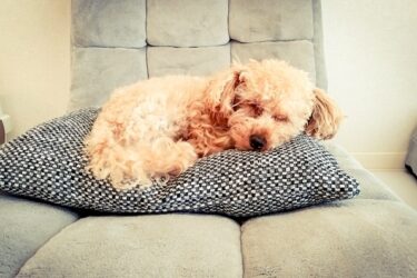 共働きでも大丈夫！子犬の分離不安を予防する「ひとり時間」の作り方：脳科学が教える社会化の極意