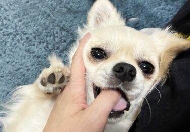 子犬の甘噛みで心が折れそうなあなたへ。科学が証明する「叱らないしつけ」と飼い主の心の守り方