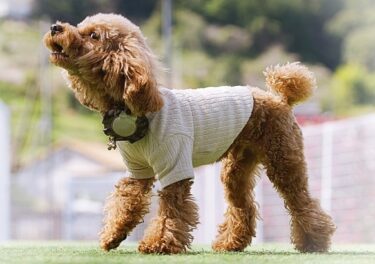 なぜ愛犬は吠え続けるのか？動物行動学で解く「心のコップ」理論と今日からできる3つの対策