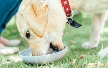 犬の薬とサプリメントはどう使い分ける？獣医師が教える「治す薬」と「維持するサプリ」の違い