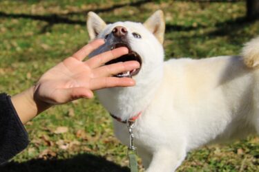 インターホンで爆発する愛犬を守るために。噛みつき事故の法的リスクと科学的な行動改善ステップ