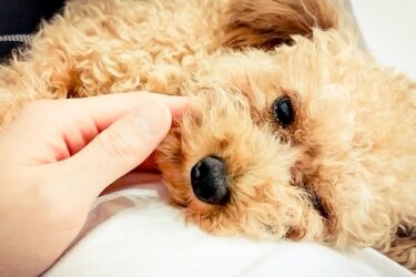 犬との信頼構築を科学から理解する｜今日からできる接し方と絆の育て方
