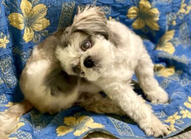 犬のかゆみが止まらない原因と皮膚ケアの正しい考え方｜獣医師監修