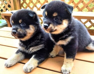 初心者でも失敗しない！子犬に教えるべき7つの言葉と教え方｜最新の行動学エビデンスを公開