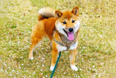 【2026年最新版】子犬の散歩で「歩かない」は心のSOS！無理強いが招くリスクと魔法のスモールステップ