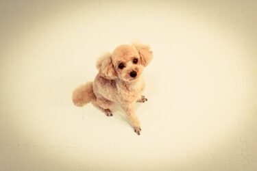 愛犬のパニックは「わがまま」ではない。最新の行動学で読み解く分離不安克服への5つのステップと成功事例集