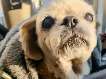 愛犬の目が白くなってきた…老化？白内障？獣医師が教える見分け方と対処法