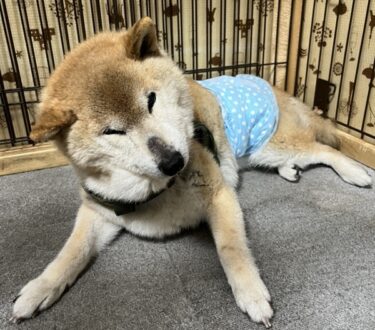 「頑固になった？」は勘違いかも。シニア犬の行動トラブルを防ぐ環境づくりと再学習法