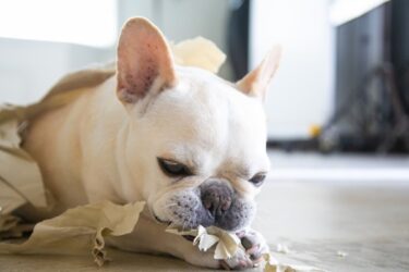叱るのは逆効果？犬のイタズラ対策完全版｜ゴミ箱対策グッズとメンタルケアの重要性