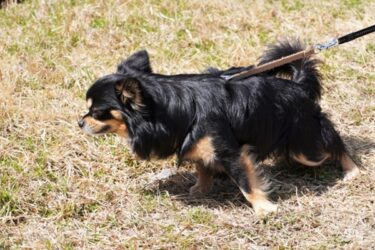 愛犬の散歩中の引っ張り癖を直す方法｜原因・タイプ別対処法・NGな対策まで獣医師監修で解説