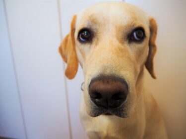 愛犬が目をそらすのは「嫌いだから」ではありません 〜犬の行動科学が教える、視線回避の本当の意味と信頼関係の育て方〜