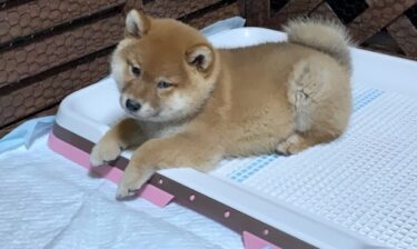 子犬のトイレトレーニングがうまくいかない理由と、叱らずに覚えさせる4つのステップ【獣医師監修】