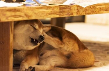 犬の耳が赤い・臭い原因は外耳炎かも｜症状チェックと正しい耳ケアを獣医師が解説