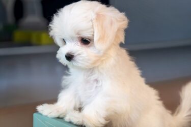 犬を飼い始めてつらい・不安なのは普通？パピーブルー（育犬ノイローゼ）の原因と対処法