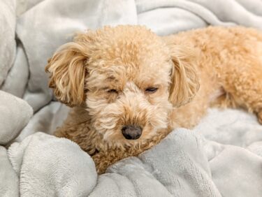 【獣医師監修】愛犬がシニア犬になったら？体と行動の変化のサインと今日からできる生活ケア完全ガイド