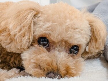 「お留守番のときだけ別犬に…」トイプードルが分離不安になりやすい“体質の秘密”