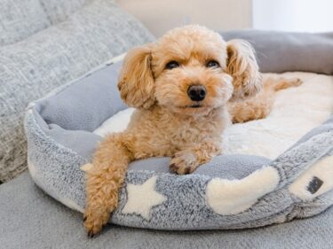 チャイムに吠える愛犬へ「ダメ！」が逆効果になる理由 〜叱らずに「ピンポン平気」に変える4つのステップ〜