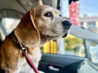 犬との旅行は本当に大丈夫？獣医師監修｜ストレスサインの見分け方と失敗しない準備マニュアル