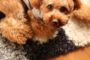 お留守番、もう泣かないで。 愛犬の「分離不安」を優しくほどく、1日5分・3ステップのお留守番レッスン