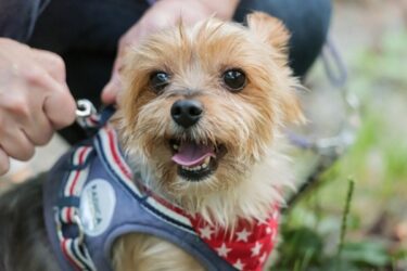 【危険】その首輪、引っ張るたびに 愛犬ののどが潰れているかも――獣医学が明かす真実