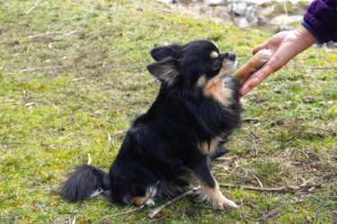 【知らないと損】愛犬の「お手」「おかわり」、毎日やらせていませんか？獣医学と行動科学でわかった隠れた負担