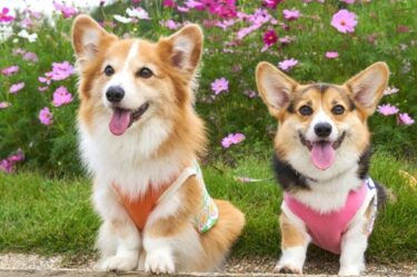 秋の散歩に潜む危険5選｜マダニ・ハチ・ドングリ・毒キノコ・除草剤から愛犬を守る完全ガイド