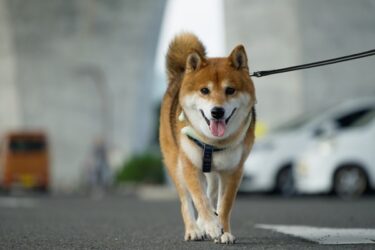 犬は散歩コースを覚えている？道の覚え方の仕組みとコース変更時の注意点【獣医師監修】