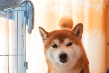 愛犬が目をそらすのは「無視」じゃない！知らないと事故につながる、犬からの“平和のサイン”